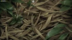 Mushishi episodio 14