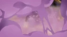 JoJo's Bizarre Adventure: Stardust Crusaders episodio 21