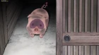 Yoru no Yatterman episodio 2