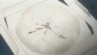 Shigofumi episodio 1