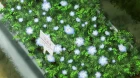 Doukyonin wa Hiza, Tokidoki, Atama no Ue. episodio 11