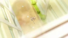 Kono Oto Tomare! episodio 9