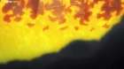 Kingdom 3rd Season episodio 11
