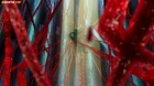 Godzilla: S.P episodio 7