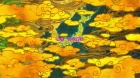 Maiko-san Chi no Makanai-san episodio 11