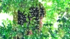 Lycoris Recoil episodio 11