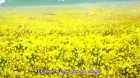 Mashiro-iro Symphony: The Color of Lovers episodio 1