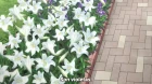Fantasista Doll episodio 12